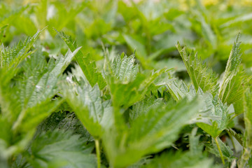 nettles in closeup