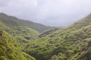 Green forest and mountains