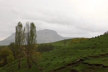 Green forest and mountains