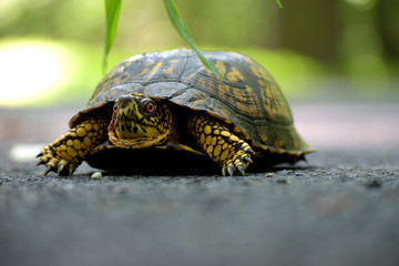 Turtle