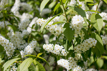Blooming white bird cherry. Tree branch.