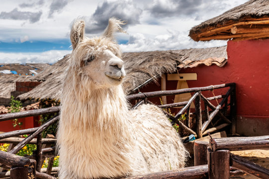 Alpaca in the small town in Chinchero, Peru.