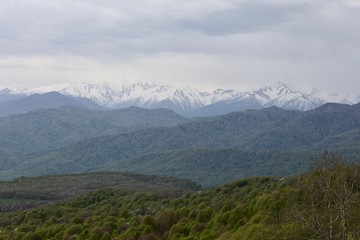 Green forest and mountains