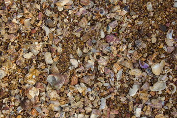 a lot of small shells of different shapes, colors and sizes close-up, top view. natural texture texture