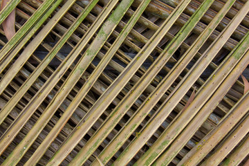 green gray yellow dry intersecting palm leaves close-up. natural surface texture