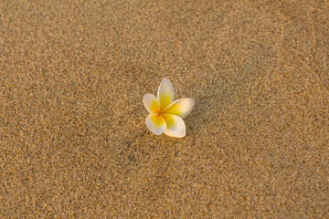 Fototapeta na wymiar bright white frangipani plumeria flower lies on a blurred yellow sand close up