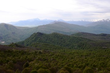 Green forest and mountains