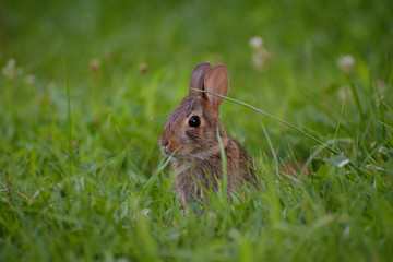 Rabbit