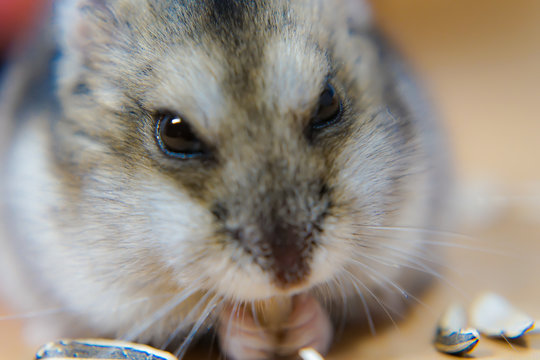 378 Best ジャンガリアンハムスター Images Stock Photos Vectors Adobe Stock