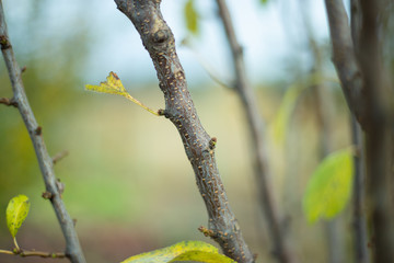  lonly  tree branch close up background 