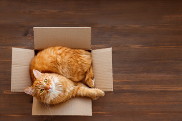 Cute ginger cat lies in carton box on wooden background. Fluffy pet with green eyes is staring in...