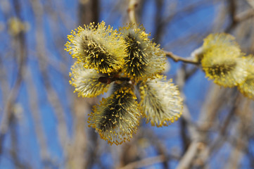 Willow branches with fluffy yellow buds