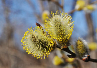 Willow branches with fluffy yellow buds