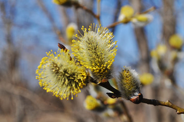 Willow branches with fluffy yellow buds