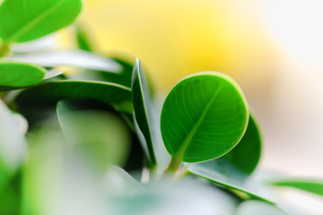 Close up of nature view green leaf on blurred greenery background under sunlight with copy space using as background natural plants landscape, ecology wallpaper concept.