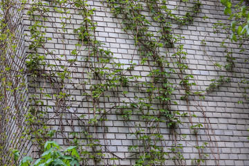 ivy-covered wall in spring