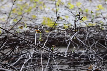 ivy-covered wall in spring