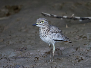 Senegal thick-knee (Burhinus senegalensis)