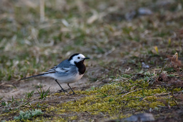 White wagtail bird (Motacilla alba) on grass near lake.