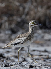 Senegal thick-knee (Burhinus senegalensis)