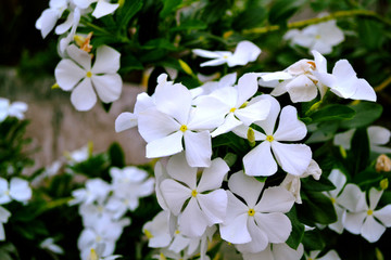White Flowers in Garden 