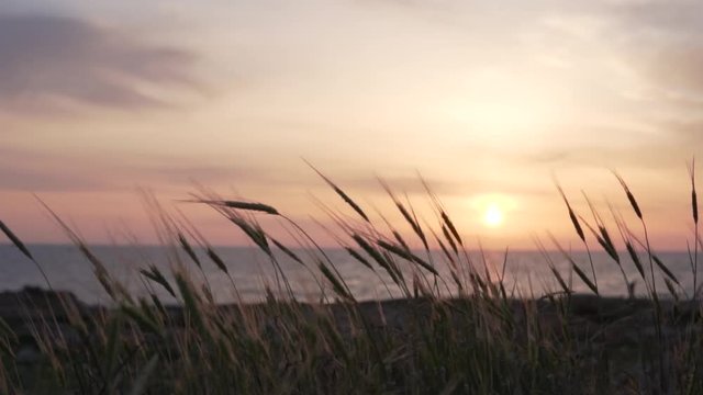 Spikelets of rye beautifully wander in the wind against the backdrop of a sunset in the sea. Beautiful colors, soothing and relaxing sunset video