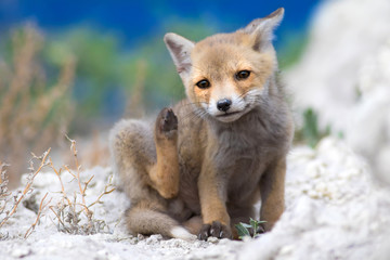 Cute baby Fox. Nature Background. Fox nest.