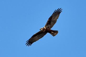 Western marsh harrier (Circus aeruginosus)