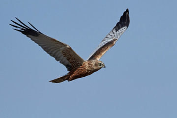 Western marsh harrier (Circus aeruginosus)