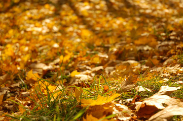 Golden autumn