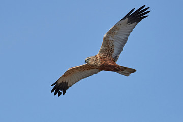 Obraz premium Western marsh harrier (Circus aeruginosus)