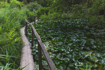 Path over pound covered with water lily pads, in the Botanical Garden of Lucca, Tuscany, Italy
