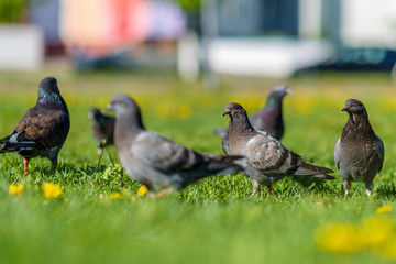 Pigeons are sitting on the green grass in summer.