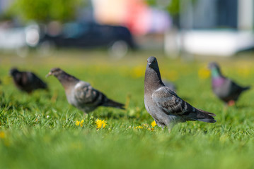 Pigeons are sitting on the green grass in summer.