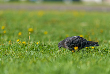 Pigeons are sitting on the green grass in summer.