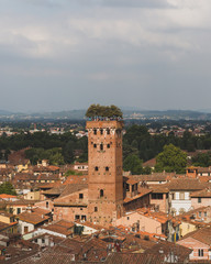 Guinigi tower over houses in, Lucca, Tuscany, Italy