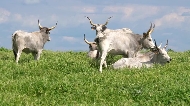 Maremmana cow roaming near Vulci, in the Province of Viterbo, Lazio, central Italy.	
