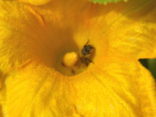 One bee in a intense yellow zucchini flower and her big pistil