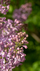 Blooming lilac. Beautiful spring vertical background, space for text.