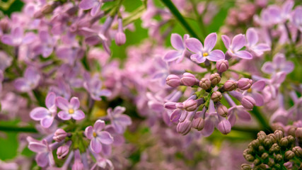Fototapeta na wymiar Blooming lilac. Beautiful spring horizontal background, space for text.