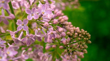 Blooming lilac. Beautiful spring horizontal background, space for text.
