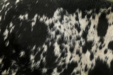 Close up of the black and white marked hide of a Nguni cow, a breed native to the Zulu nation of southern Africa.