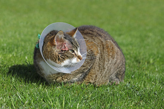 Chat portant une collerette apr&egrave;s un abc&egrave;s du &agrave; une morsure par un autre chat. La collerette sert &agrave; bloquer le chat pour ne pas qu'il se l&egrave;che.