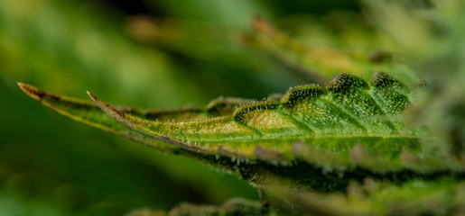 Macro detail of aged color leaf of Afghan kush variety of marijuana
