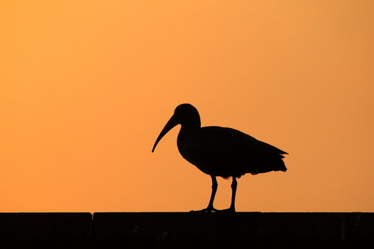 A Hadeda Ibis silhouetted against an orange sunset sky.