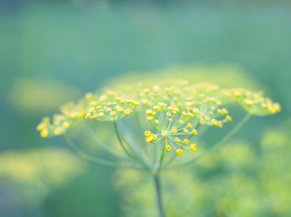 Yellow dill flowers