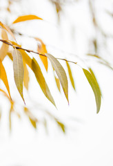 Yellow leaves of the weeping willow