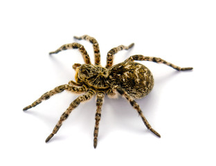 Photo of Lycosa singoriensis, black hair tarantula isolated on white background