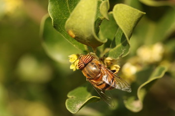 Close up of a bee mimic fly with the large striped eyes, the Eristalinus taeniops.