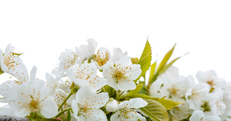 Photo of blooming apple tree branches against the sky